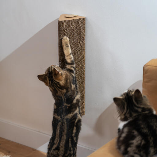 Gato jugando con el rascador de pared