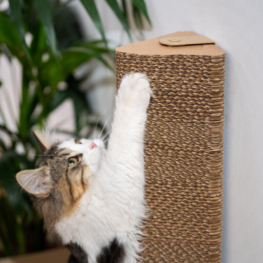 Gato jugando con el rascador de pared