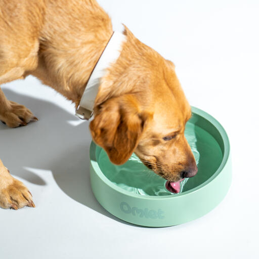 Retriever bebiendo de un cuenco para perros Omlet en color sage