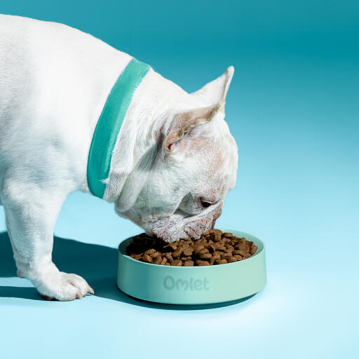 Bulldog francés blanco comiendo de un cuenco para perros Omlet en salvia