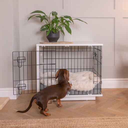 Perro salchicha trepando a Omlet Fido Studio muebles para jaulas de perros