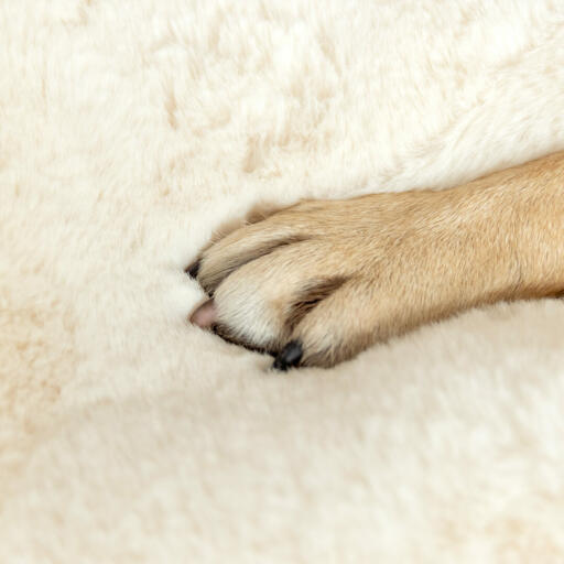 Detalle de la pata del perro en Omlet Topology topper de piel de oveja