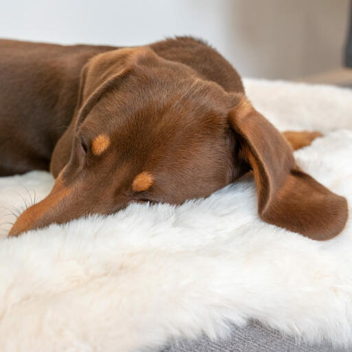 Primer plano de perro salchicha durmiendo en Omlet Topology cama para perros con topper de piel de oveja