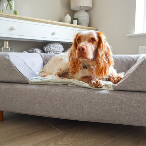 Topology cama para perros con cojín
