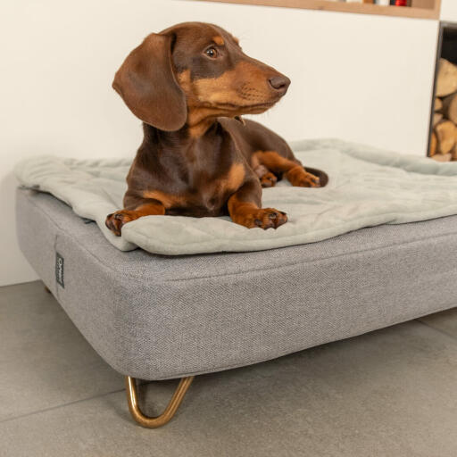 Perro salchicha sentado en Omlet Topology cama para perros con funda acolchada y Gold hairpin feet
