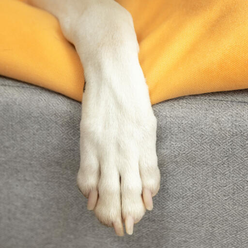 Primer plano de la pata del perro en Omlet Topology cama de perro con bolsa de frijoles topper