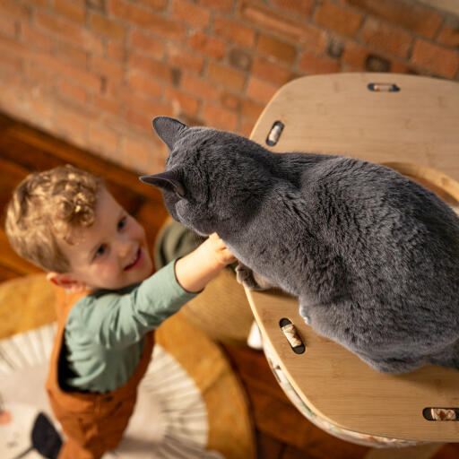 Niño alcanzando a un gato en una hamaca para gatos de interior Freestyle 