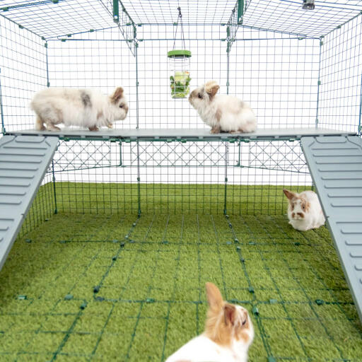 Omlet Zippi corral para conejos con Zippi plataformas, Caddi soporte para Golosinas y conejos