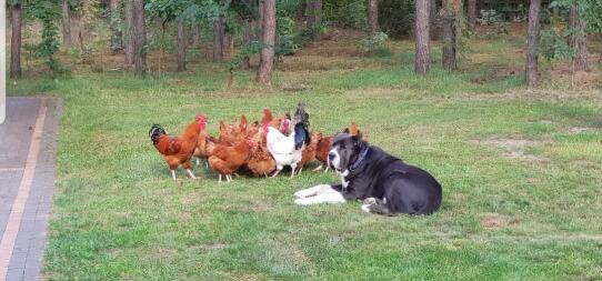 Un gran perro blanco y negro rodeado de un rebaño de gallinas