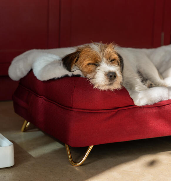 Perro tumbado sobre una acogedora manta en una cama con almohada roja