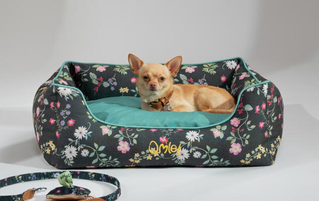 Chihuahua descansando en una cama para perros estampada con flores oscuras