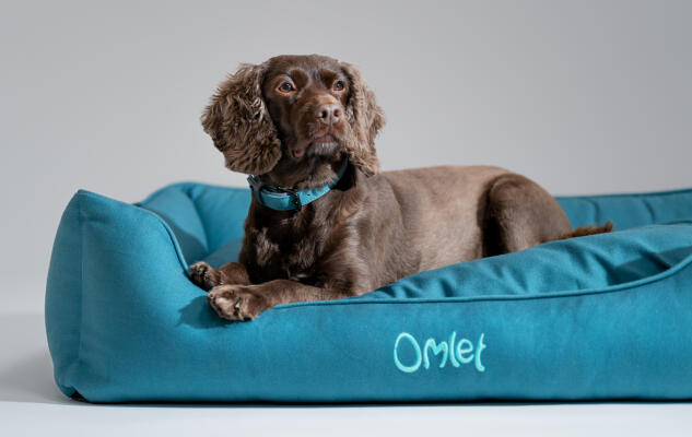 Cocker Spaniel tumbado en una elegante y fácil de limpiar cama nido para perros Omlet