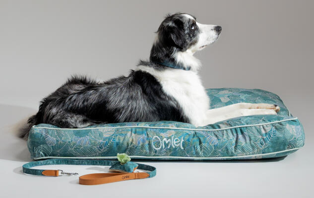 Collie tumbado en una cama cojín para perros de Omlet estampada, con correa y porta bolsas para excrementos a juego