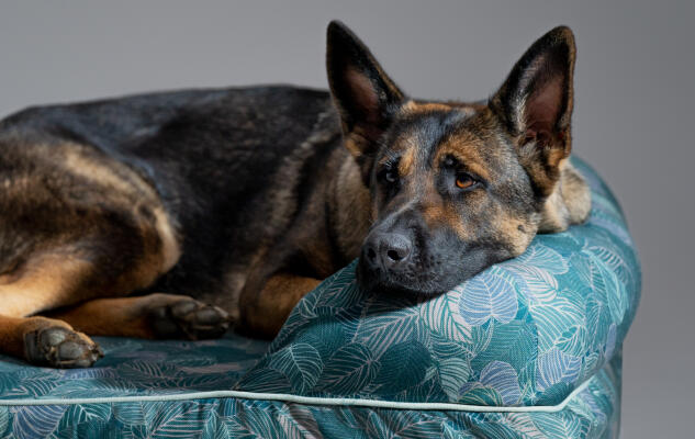 German Shepherd resting on a large easy to clean Omlet Dog Bolster Bed.