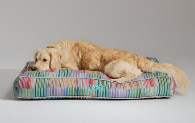 Retriever tumbado en una elegante y portátil cama cojín para perros de Omlet