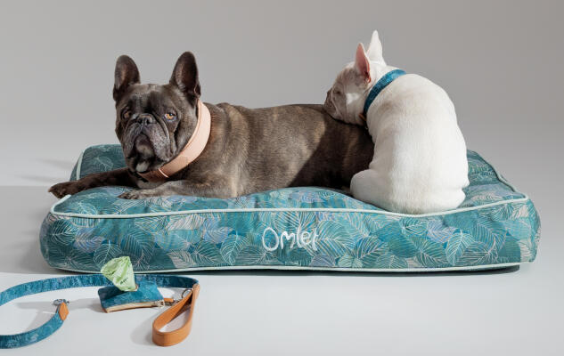 Dos Frenchies se acurrucan en una suave cama cojín para perros de Omlet con accesorios a juego