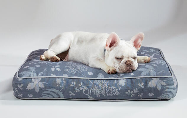 Frenchie blanco relajándose en una cama cojín de diseño sostenible de Omlet Cama cojín para perro con dos Frenchies compartiendo una cama cojín de diseño Omlet para perros con accesorios a juego