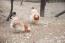 Un par de pollos sulmtaler picoteando el suelo