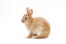 Un hermoso conejo enano holandés joven