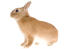 Un conejo enano holandés con un increíble y suave pelaje marrón y blanco