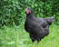Australorps-pollo-negro