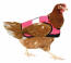 Chaqueta de pollo de alta visibilidad en rosa