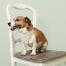 Un perro con un pañuelo floral de cath kidston sentado en una silla