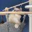 Gato blanco jugando con el juguete de los peces en el Omlet Freestyle árbol del gato de piso a techo hamaca