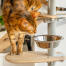 Gato investigando el cuenco de las Golosinas en Freestyle árbol para gatos de interior de suelo a techo