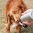 Perro lamiendo agua de las patas largas botella de agua para perros