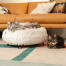 Gatos descansando en la lujosa cama para gatos donut en color blanco nieve con patas metálicas en forma de horquilla negra