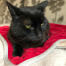 Un gato negro sentado en una manta roja para gatos.