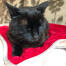 Un gato descansando sobre una manta roja para gatos Omlet 