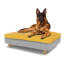 Perro sentado en la gran cama para perros de espuma con memoria Topology, con topper de bolsa de frijoles fácil de limpiar y patas redondas de madera