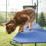 Primer plano del gato en Omlet catio al aire libre de pie en el estante azul del gato al aire libre