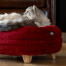 Gato sentado en la cama para gatos roja de Omlet