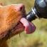 Primer plano de un perro lamiendo agua de una botella de agua para perros