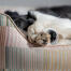 Detalle de las patas de un perro estiradas en una cama nido Omlet en pawsteps natural