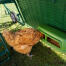 Pollo comiendo dentro de la cubierta de ejecución para Eglu Go hasta gallinero