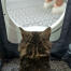 Gato sentado en Maya muebles de la caja de arena del gato conseguir la privacidad