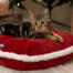 Gatito en el Omlet cama navideña para gatos