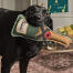 Un labrador con el juguete para perros bubbles & fizz de sophie allport