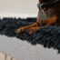 Teckel en una funda de microfibra gris para la cama lavable para perros Topology