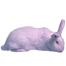 Conejo blanco de nz