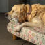 A Golden retriever sleeping in the morning meadow bolster bed