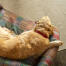 Golden retriever resting on top of the pawsteps electric bolster dog bed