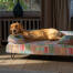 Un retriever descansando sobre la cama eléctrica para perros pawsteps