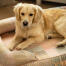 Un retriever miniatura Golden se relaja en la cama para perros pawsteps natural bolster