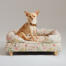 Un chihuahua sentado en la cama del perro bolster prado de la mañana