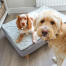 Perro en un Luxury Topology cama para perros